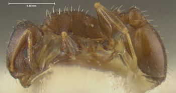 Media type: image;   Entomology 22622 Aspect: habitus lateral view